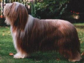 Dt.Jch. Potterdale Confusion - Papa Dustin