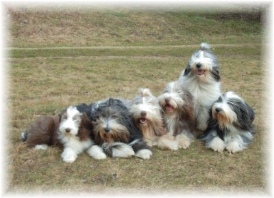 Unser Rudel Anfang Februar 2004