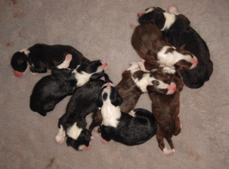 Die Kleinen kurz nach der Geburt