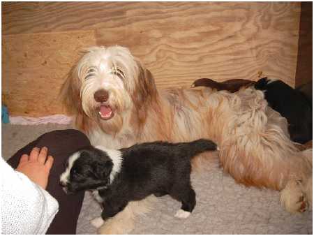 Bo und ihre neuen Freunde