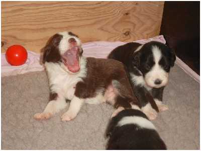 Gut gebr&uuml;llt, L&ouml;we