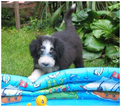 Pitsche, Pitsche, Patsche