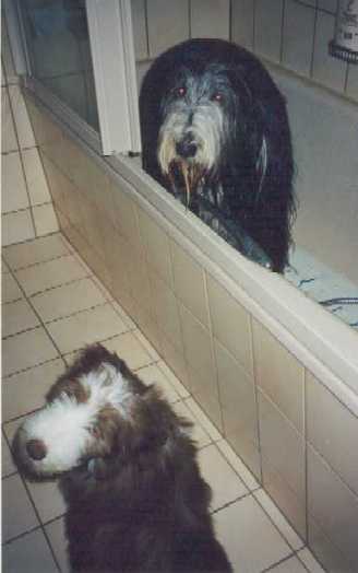 Auch K&ouml;rperpflege mu&szlig; sein