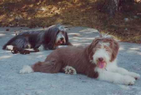 Sammy und Balou im Sommerurlaub
