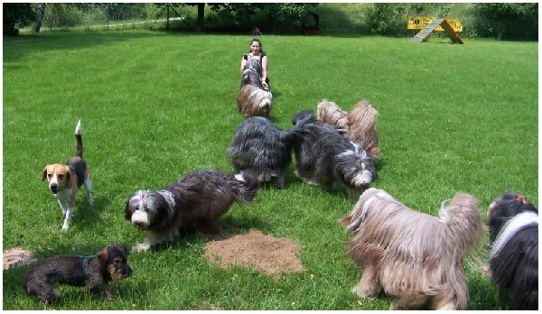 Hundetrubel