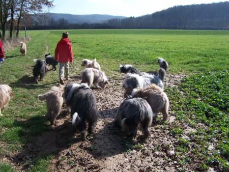 Beardiewuseln