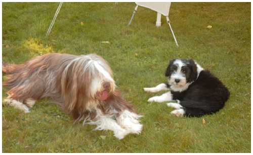 Buffy mit Mama Kayleigh