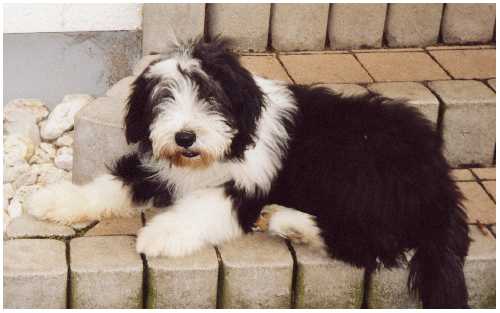 Buffy (5 Monate alt) war bei ihrer Mama zu Besuch