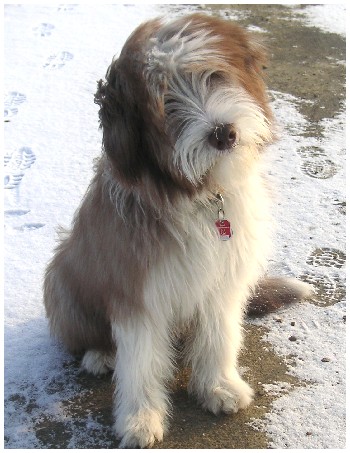 Cappu ganz charmant...