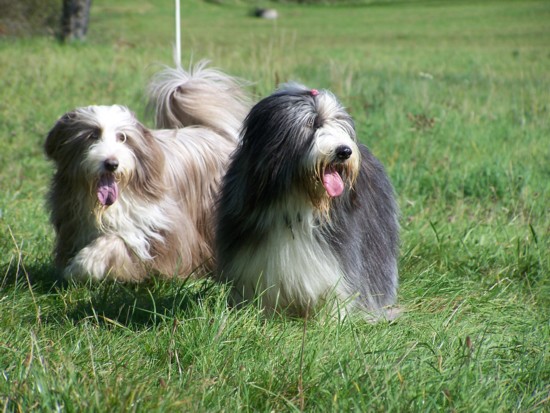 Coco und Rica