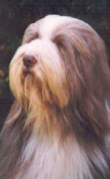 Dt.Jch. Potterdale Confusion - Papa Dustin