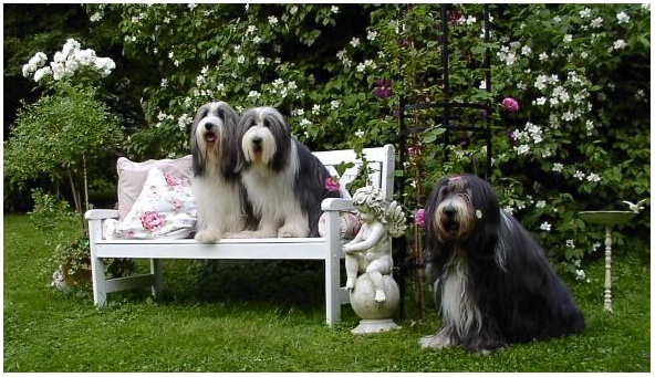 Leann, Coolio und Tomte