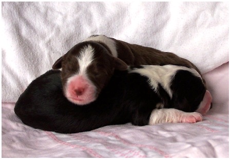 Die ersten beiden schwarzen M&auml;dels