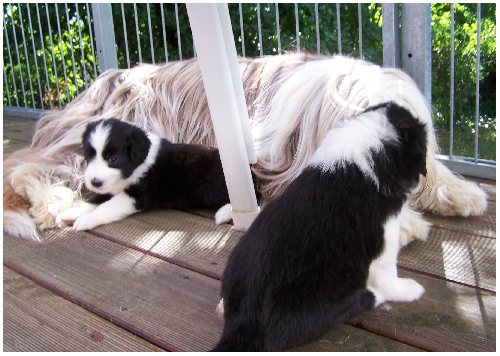 Bo spielt mit den Babies auf dem Balkon