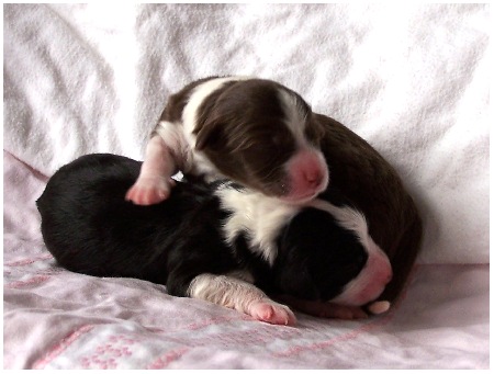 Das braune und ein schwarzes M&auml;del