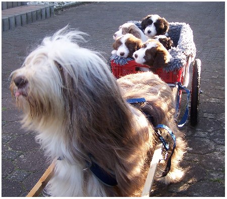Hab' mein Wagen vollgeladen, voll mit s&uuml;&uuml;&uuml;&szlig;en Babies!