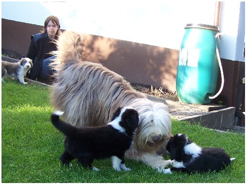 Bo-Pony mit Babies