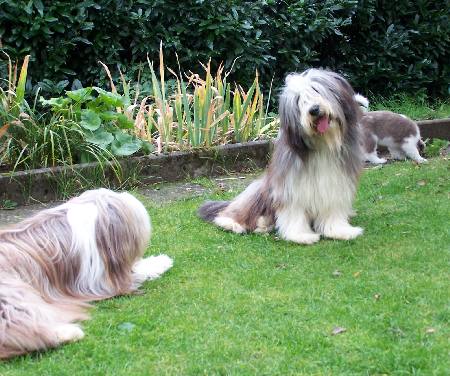 Bo, Coco und Dwina