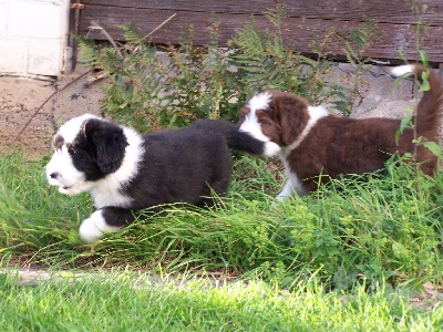 Leila und Dickens