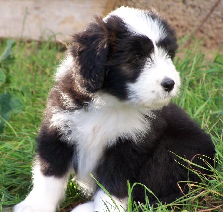 Leila