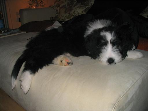 Dawson im neuen Zuhause