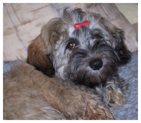 Doodle im Couchparadies - die Schleife sitzt