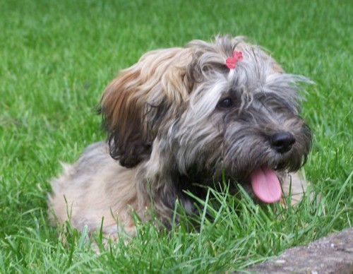 Doodle genie&szlig;t das Gartenpanorama