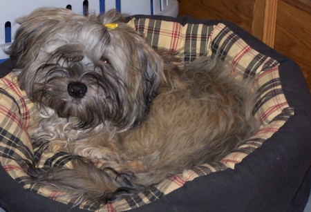 Doodle - m&uuml;de und geschafft in seinem Nestchen