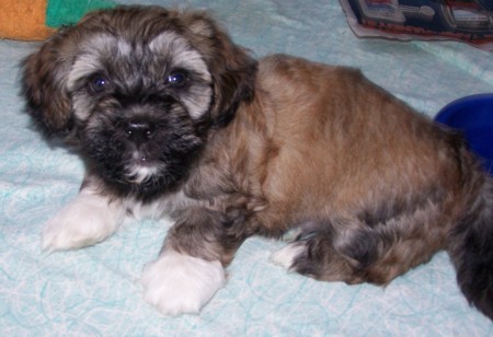 Doodle mit ca. 5 Wochen