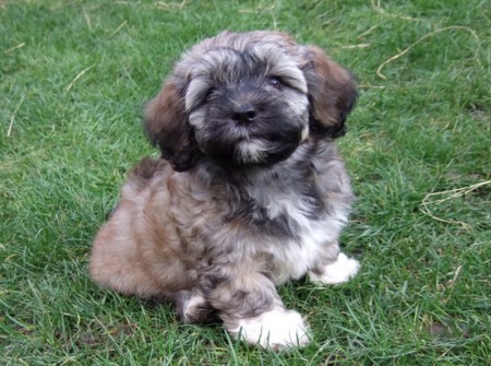 Doodle, 9 Wochen jung ;-)