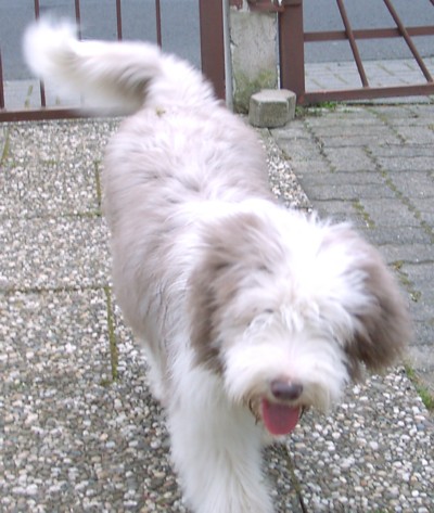 Dwini, wie immer emsig