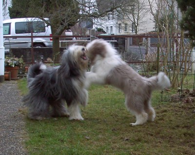 Ceri und Dwini beim Umgestalten des Vorgartens ;-)
