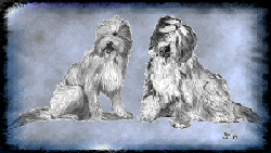 Die Bearded Collies Floh und Carla und ihre Freunde