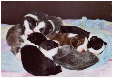 Francas und Snerts kunterbunte Babyschar