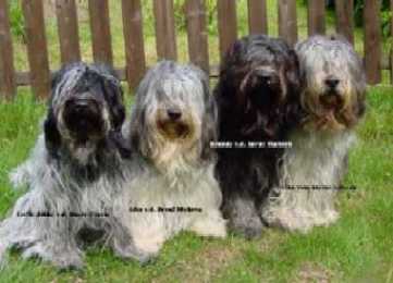 Die Schapendoes 'von den f&uuml;nf Mohren'