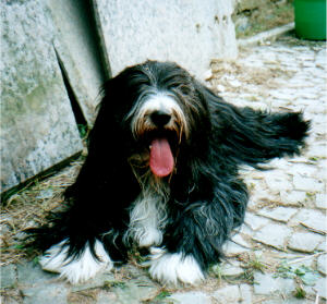 Mama Gini (Gini von der Petri-M&uuml;hle)