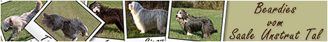 Bearded Collies vom Saale-Unstrut-Tal