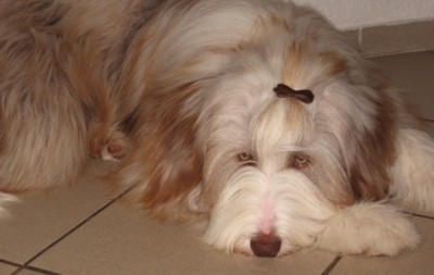 Jule, der Goldk&auml;fer ;-)