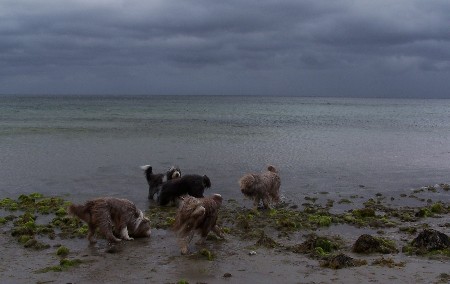 Ostseepanorama mit Hund ;-)
