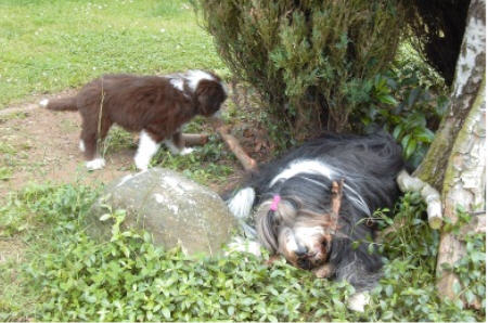 Tomte und Kayleigh bei der Arbeit