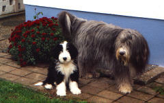 Die Beardies von Tina und HP