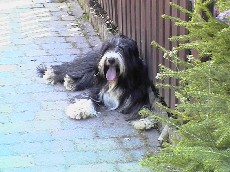 Beardies von der Lahnaue