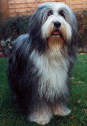 Sergeant Pepper's Classic Peppermint Paddy