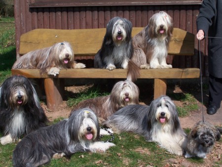 Unser Rudel im Fr&uuml;hjahr 2007