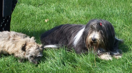 Tomte und Doodle