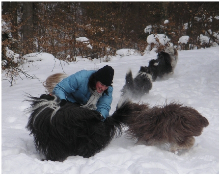 Tomte und Kayleigh beim Frauchen-Schneebaden