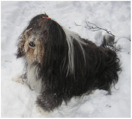 Schneek&ouml;nigin
