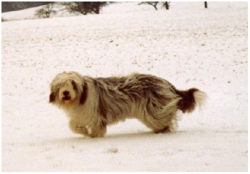 Bo als Schneepflug, Winter 2004/2005