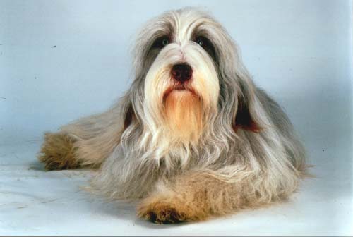 Snert geschniegelt und geleckt