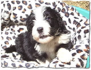 Klein-Uccas, 3 Wochen alt